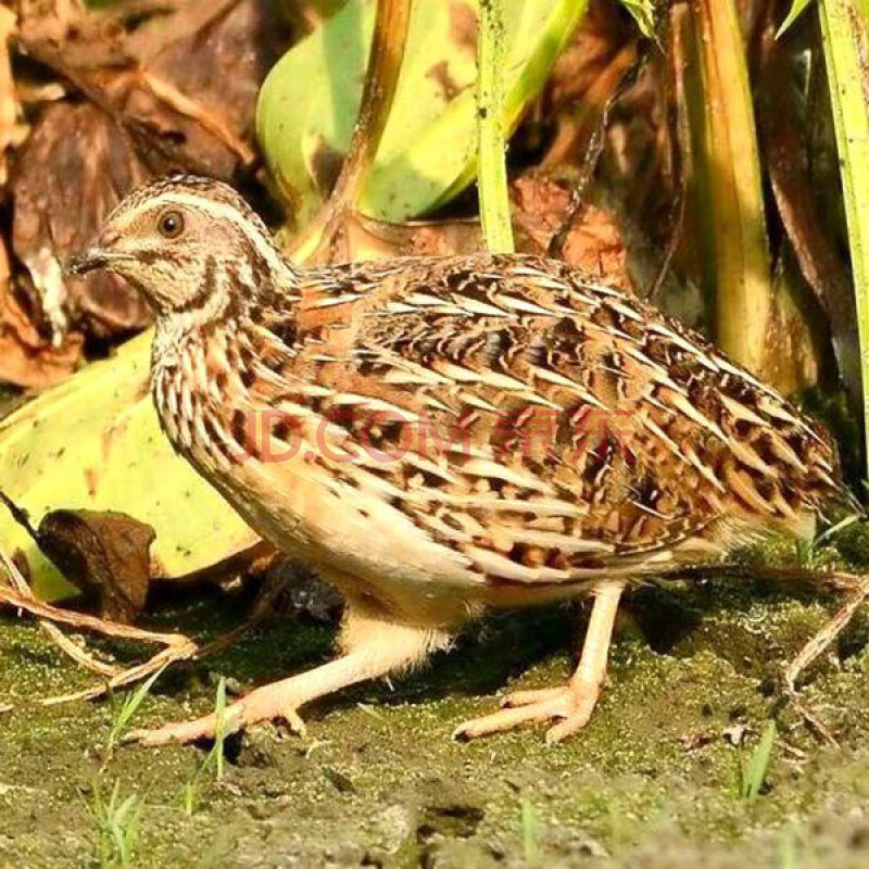 鹌鹑鸟活体鹌鹑繁殖用种鹌鹑青年鹌鹑活体宠物手玩鸟 青年5母