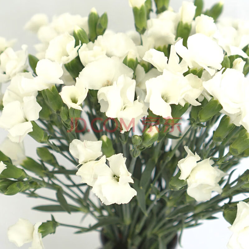 海盛花卉(hasfarm)娑罗蜜儿鲜花花材批发居家插花全国速递办公花艺送