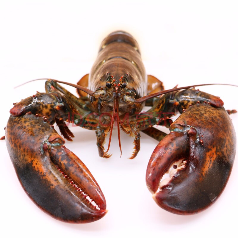 【活鲜】御鲜轩 进口加拿大鲜活大龙虾 波士顿龙虾 海鲜年货 3.4-3.