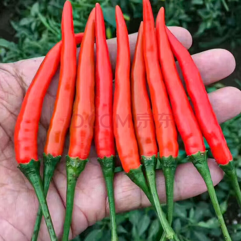 寿禾蔬菜种子辣椒种子特辣螺丝椒高产辣脆青椒四季盆栽观赏早熟薄皮