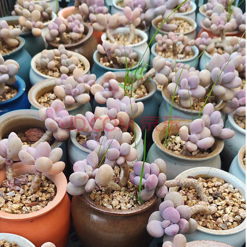 桃蛋奶酪精品老樁多肉植物可愛粉色盆栽陽臺樓頂花園庭院適用 控養袖