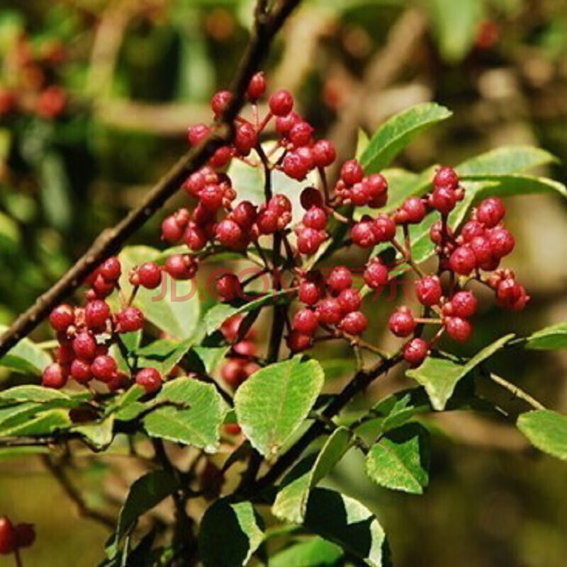 花椒苗果樹苗 正宗高產大紅袍麻椒 九葉青花椒苗 獅子頭野花椒樹苗