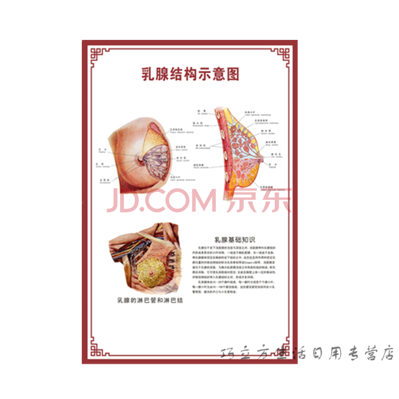 人体内脏解剖系统示意图医学骨骼肌肉器官血管血液结构图医院海报