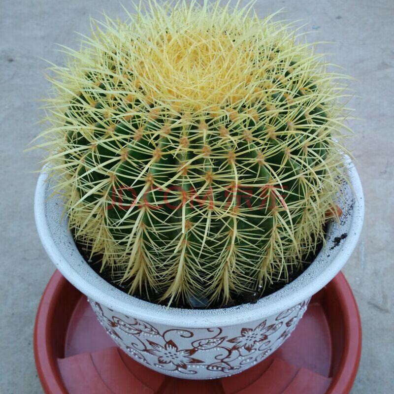 倾颜 超大金琥仙人球花卉盆栽绿植桌面盆栽阳台多肉植物玉翁绯花玉星