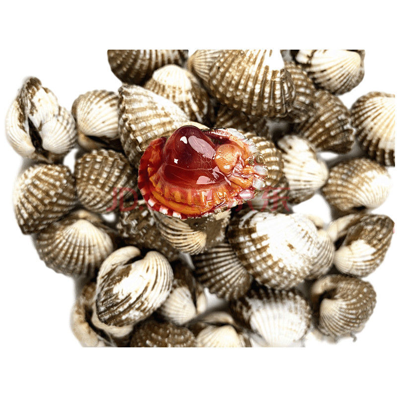 【当天捕捞】三门血蛤超大毛蛤银钳腌蚶毛蛤蜊鲜活贝壳类海鲜 尝鲜2斤