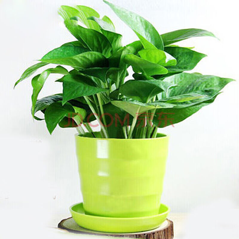 疏影暗香 绿萝盆栽植物花卉水培吊兰观花绿植室内净化空气大绿箩 绿萝