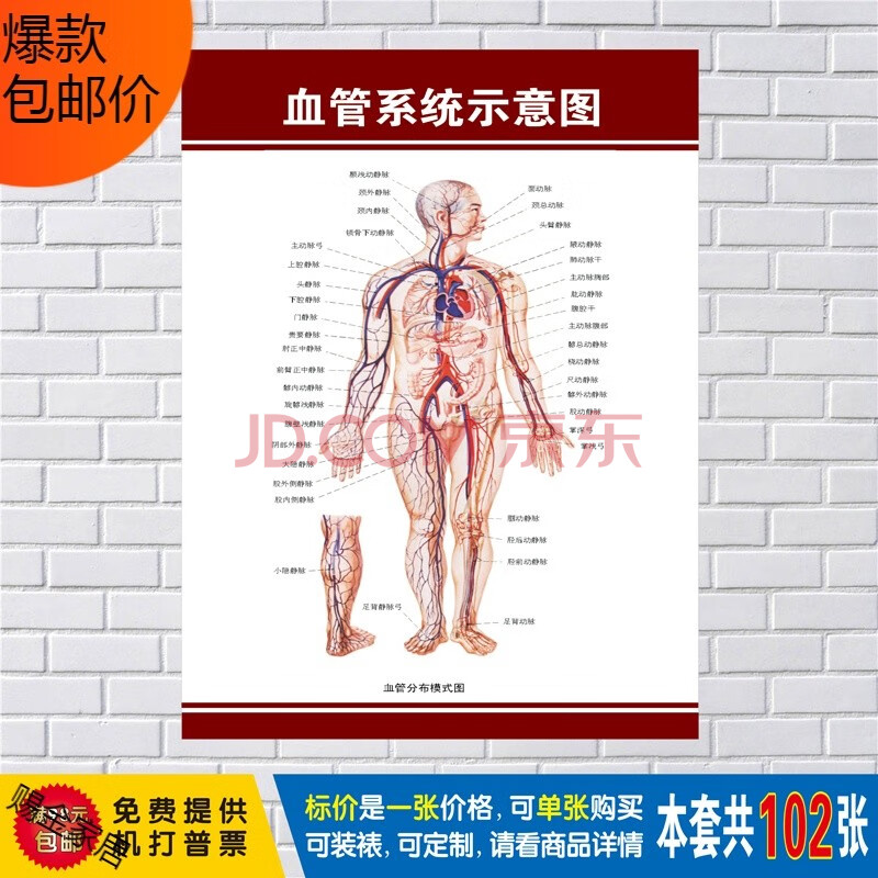 人體肌肉圖解結構解剖大掛圖人體器官解剖圖示意圖海報展板定製 血管