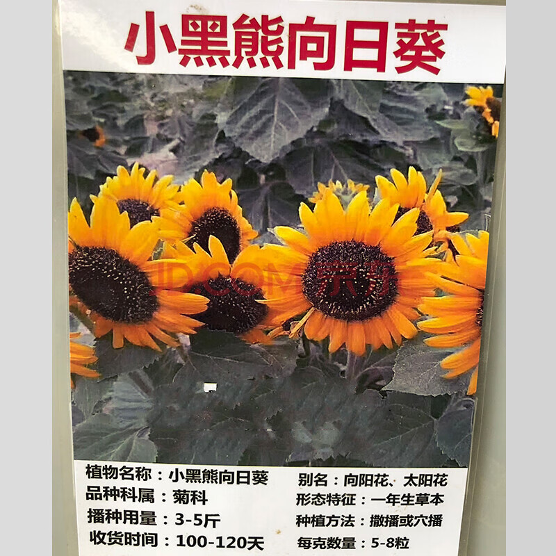 小黑熊向日葵100粒 肥