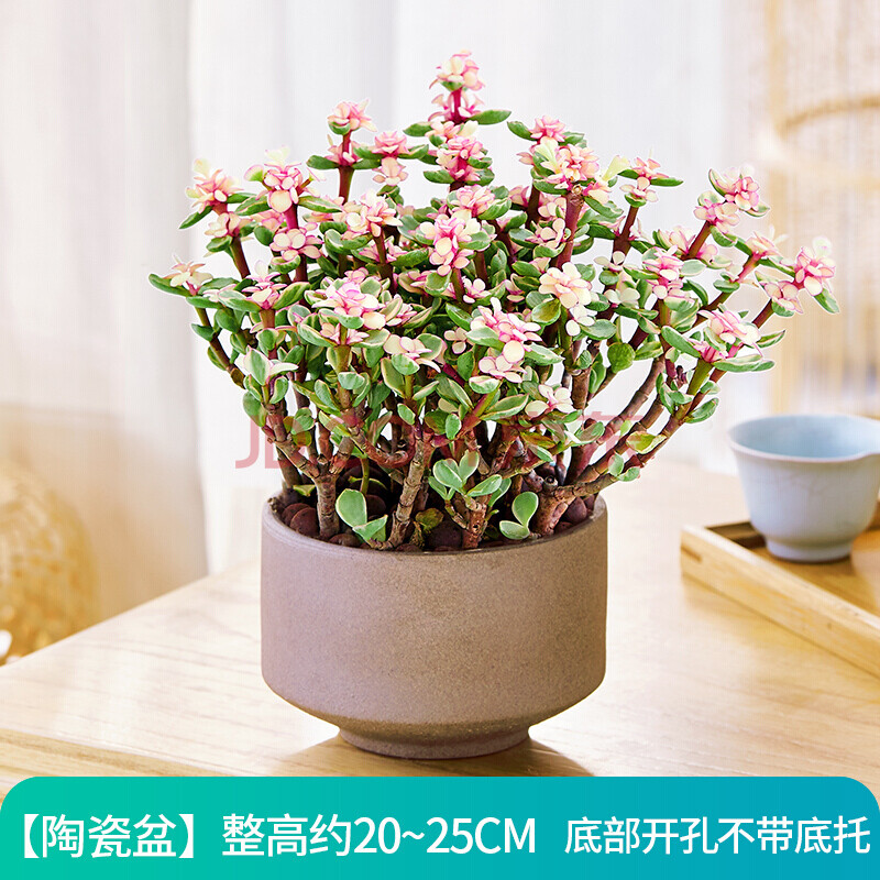 盆栽老樁造型多肉植物稀有品種大株肉肉花卉盆景 【素燒盆】雅樂之舞