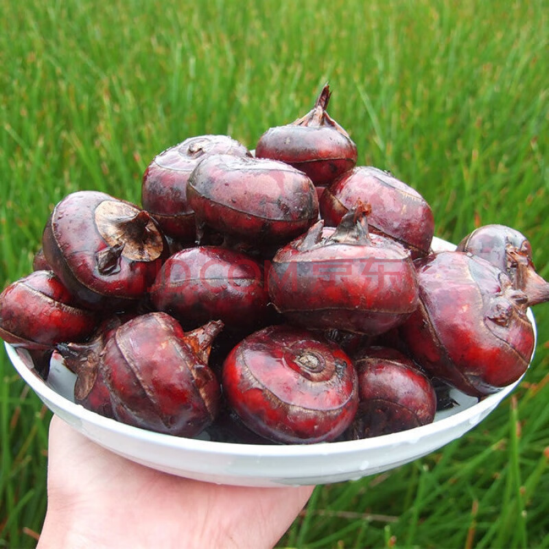 【3-5斤】新鲜马蹄荸荠农家马蹄水果蔬菜现挖马蹄新鲜 新鲜马蹄中果 3