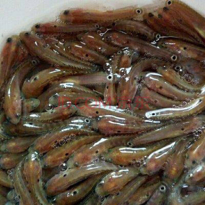 由子七星鱼苗 山斑鱼苗 花星鱼苗月鳢观赏食用淡水雷龙七星鱼养殖活体