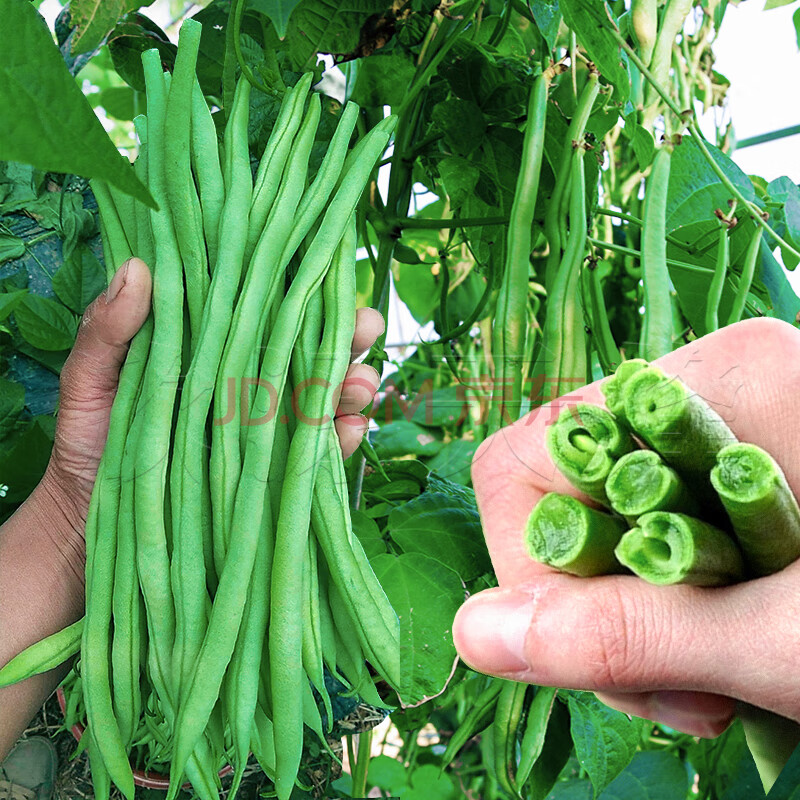 文静花坊 无筋架豆王种子豆高产豆角九粒青芸豆春季秋季种籽蔬菜 无筋