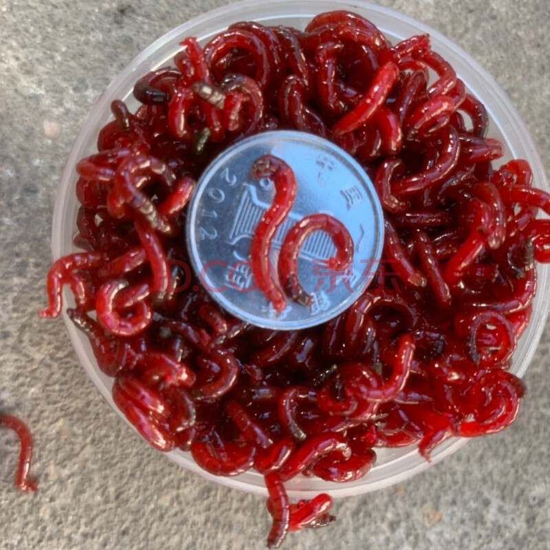 e天津鲜活红虫特大号公虫活体活饵喂鱼饵拉饵鲫鱼饵料钓鱼专用音然 特