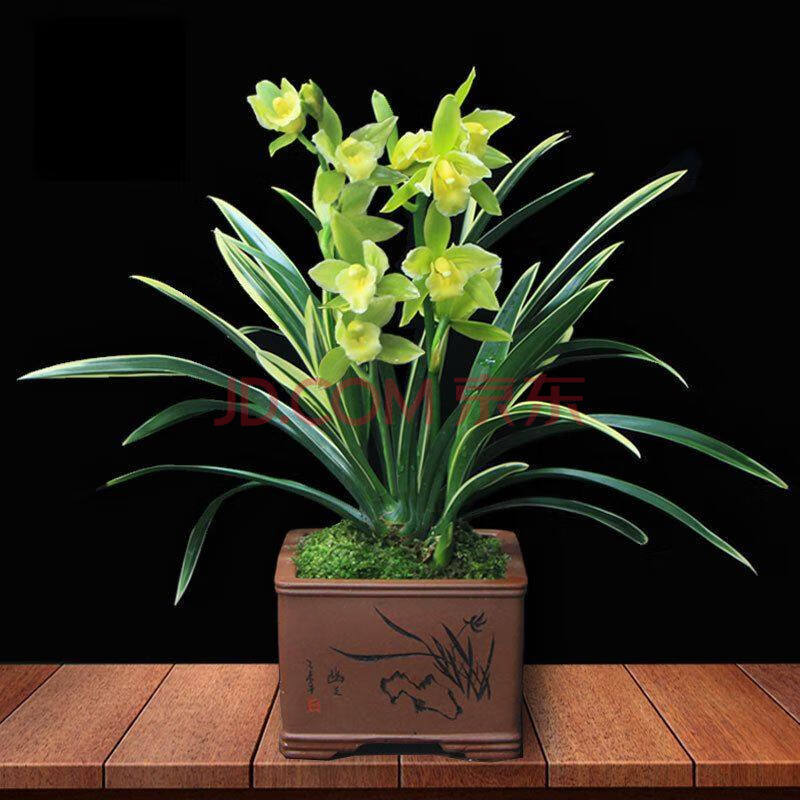 金边矮种兰花盆栽四季兰花墨兰 凤凰冠 室内植物盆栽 金凤冠6苗连体