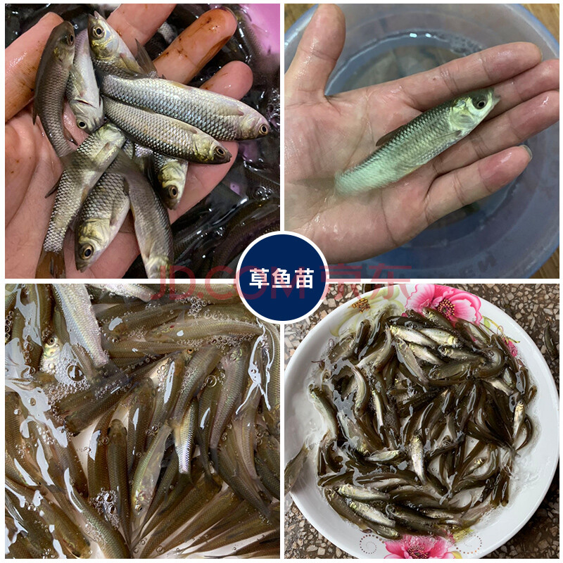 大規格小草魚苗半斤重淡水養殖15cm的食用活魚螺螄青魚螺絲青魚苗