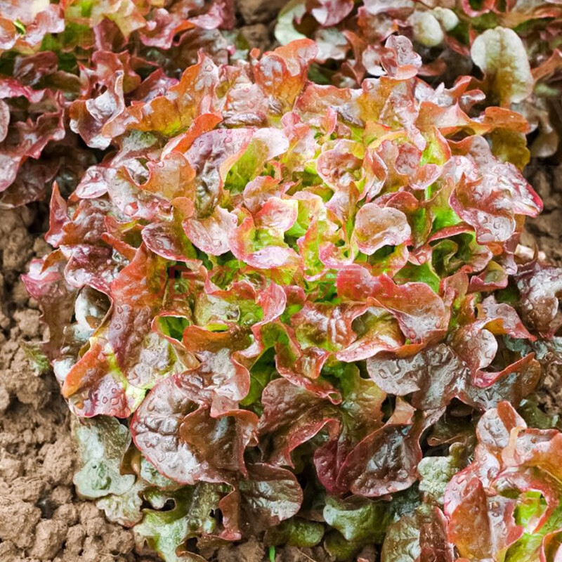 壽禾 生菜種子四季播紫色易種冬季蔬菜萊種圓奶油紫葉家庭種植速生