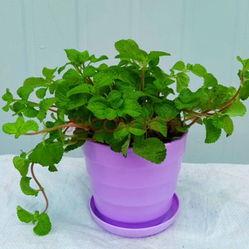 云仓吸毒草吊兰薄荷小盆栽室内绿植花卉z1 紫色盆吸毒草 含盆