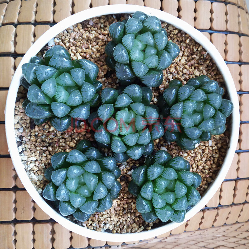 组冰灯玉露水露姬玉露多肉植物十二卷办公室趣味花卉栽组 龙鳞玉露1颗