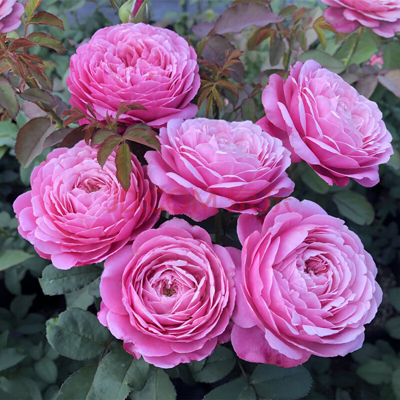 盆栽玫瑰 四季开灌木月季特大花浓香果汁阳台庭院花卉植物盆栽蔷薇