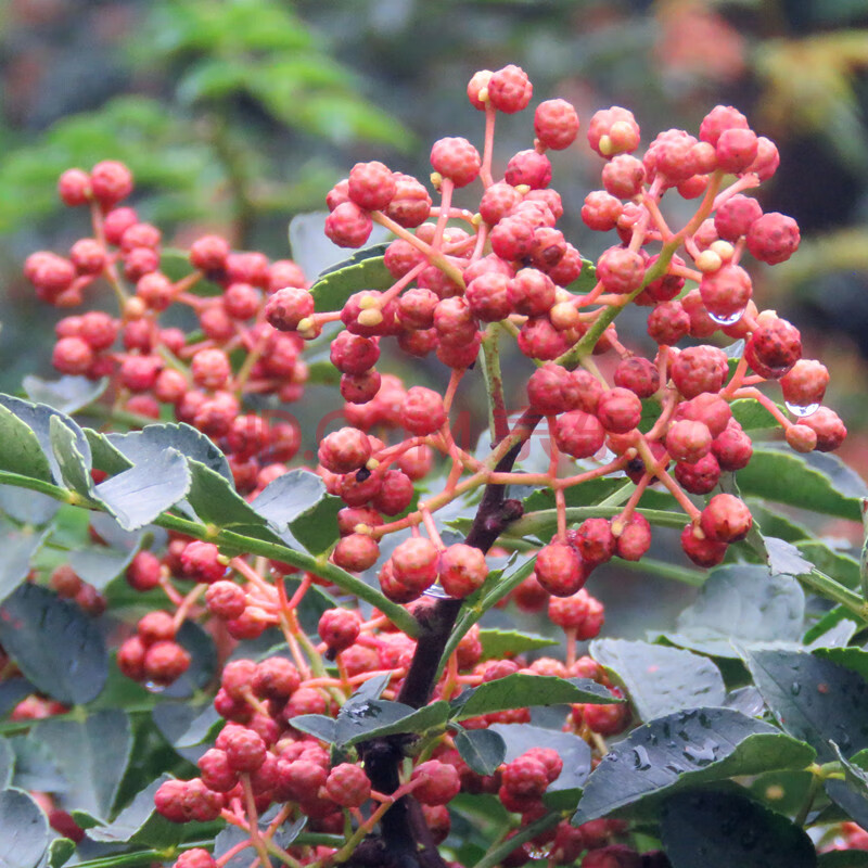 新鲜红花椒 大红袍花椒麻椒调味品制作花椒油 2斤(泡沫箱 冰袋)