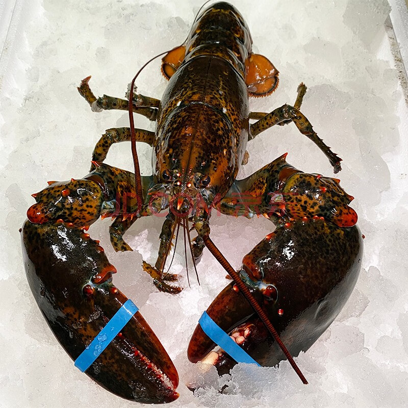 波士顿龙虾生冻大龙虾速冻波龙海鲜水产1只 1000-1200g