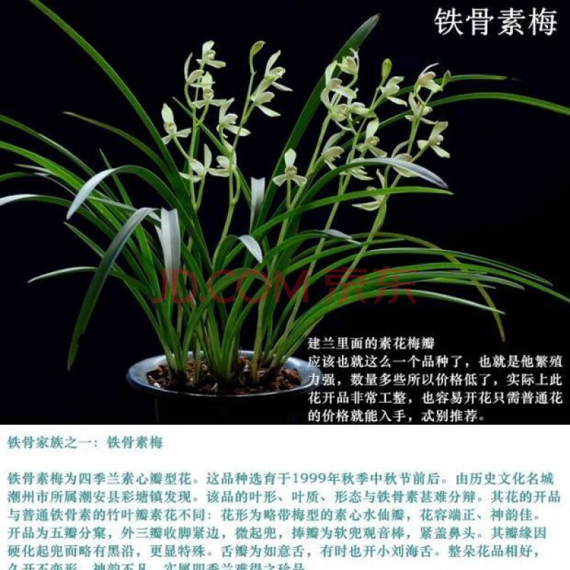 兰花【铁骨素心】建兰四季兰经典素心浓香兰花苗盆栽绿花卉 铁骨素梅