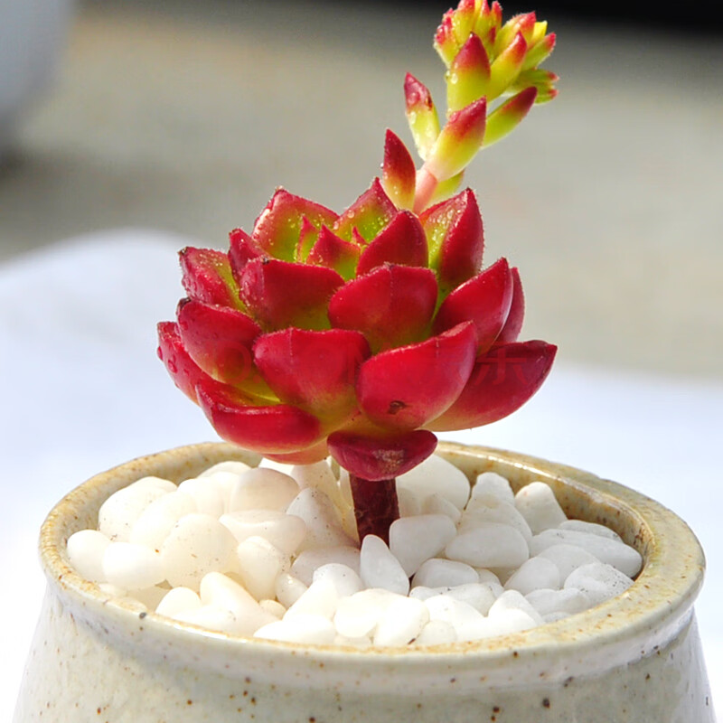 火焰蒂亚多肉老桩 红色肉肉蒂亚多头 超大多肉火红系列红色浆果 蒂亚