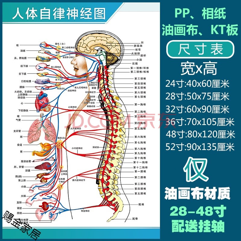 人體解剖彩色學骨骼結構圖神經肌肉五臟六腑淋巴示意解刨器官掛圖