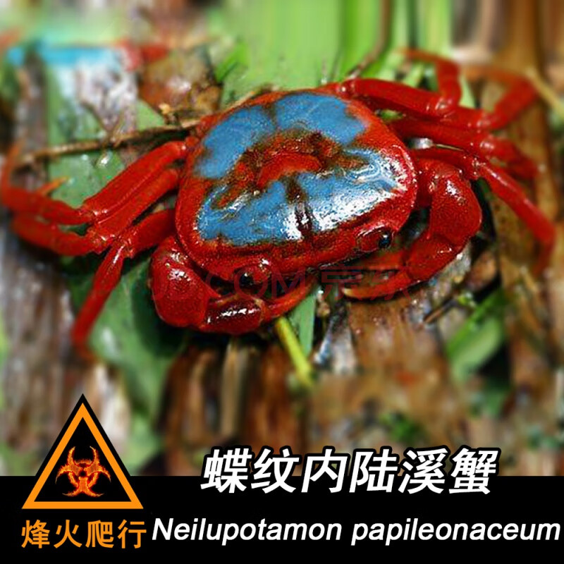 宠物观赏蟹活体螃蟹 相手蟹迷你辣椒蟹豹点蟹灰白草莓寄居蟹 蝶纹内陆