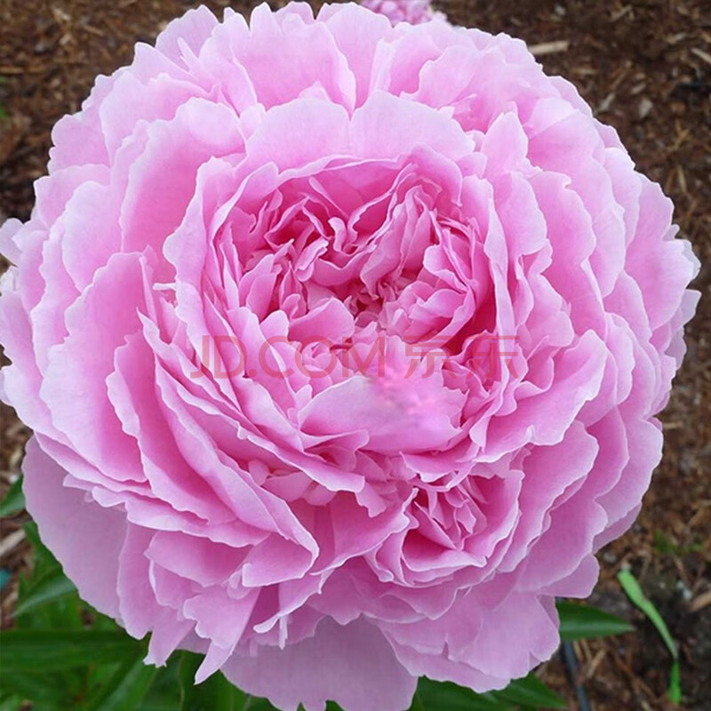 芍药花苗 3年生裸根苗 庭院阳台可盆栽地栽花卉 大富贵 (预计11月上旬