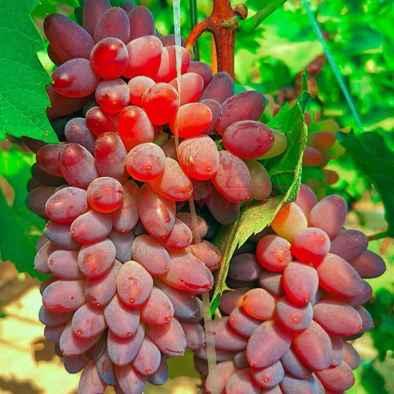 新鲜葡萄玫瑰红提子克伦生玫瑰香 3斤 玫瑰红提有籽