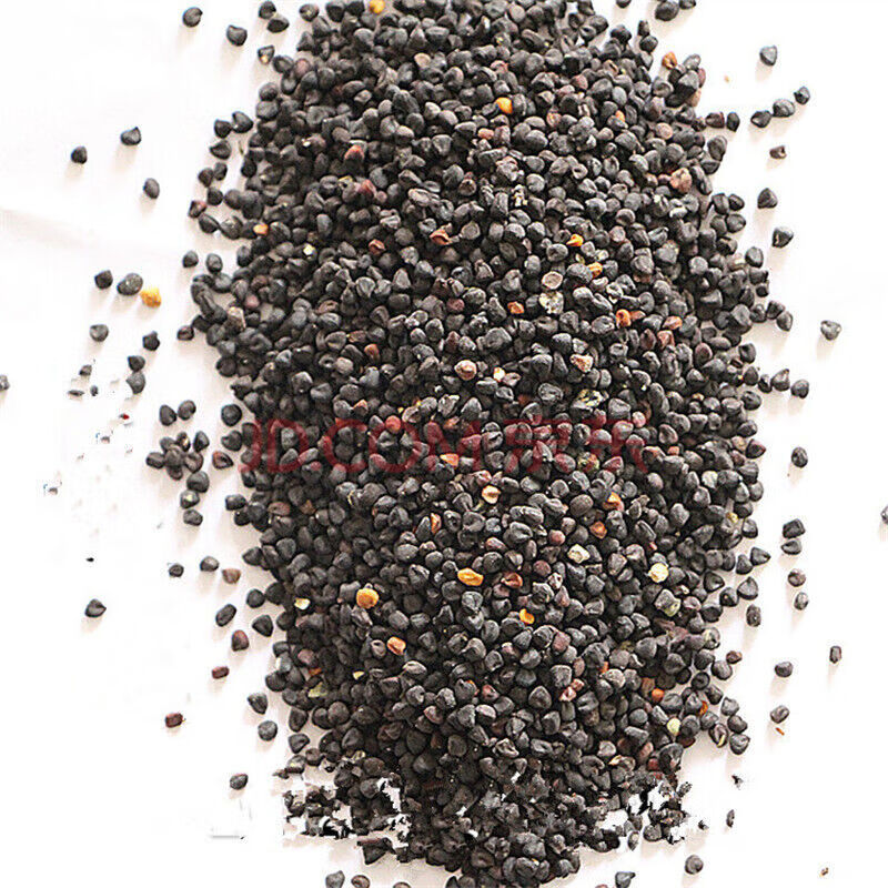 月娥麦仙翁种子花卉种子阳台盆栽庭院绿化种子 半斤