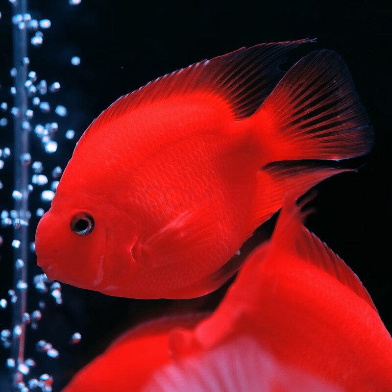 观赏鱼 发财鱼 活体宠物热带鱼淡水鱼 风水鱼 财神鱼 中大型群体混养