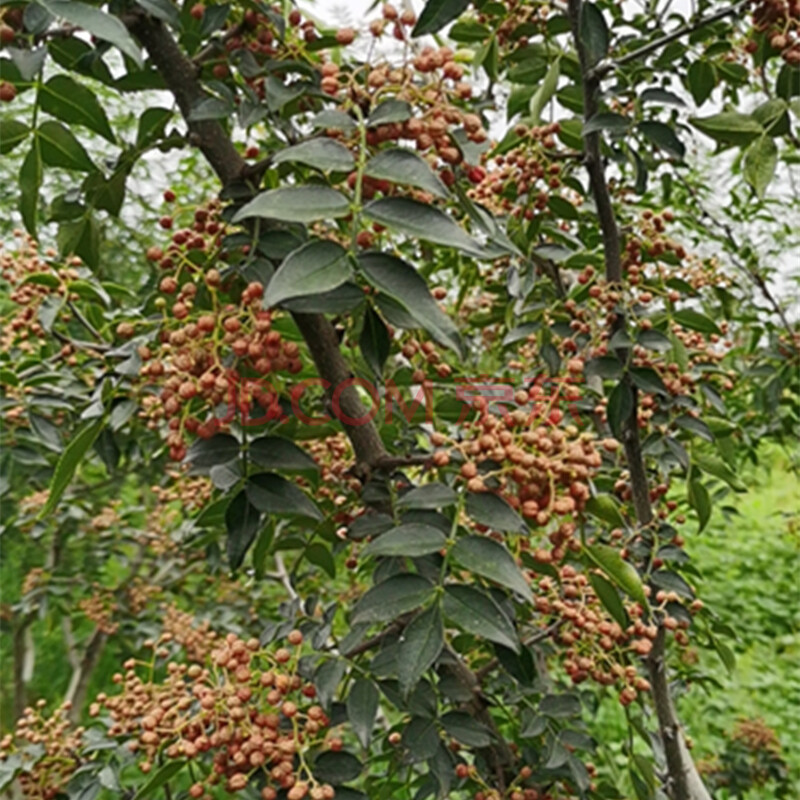 山東章丘南山山花椒粒500g食用山花椒當季新鮮可磨粉