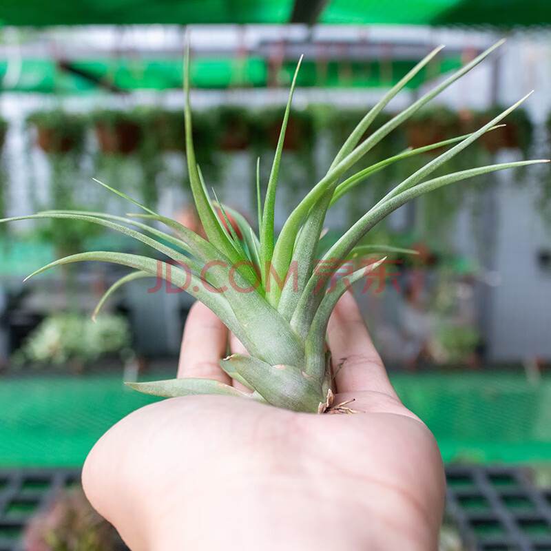 空氣鳳梨植物懶人無土植物貝可利寶石美杜莎休斯頓花卉盆栽禮品