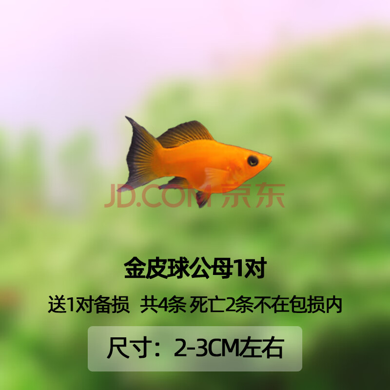银黑玛丽鱼金皮球小型热带观赏鱼除油膜米奇牡丹月光鱼 金皮球公母1对