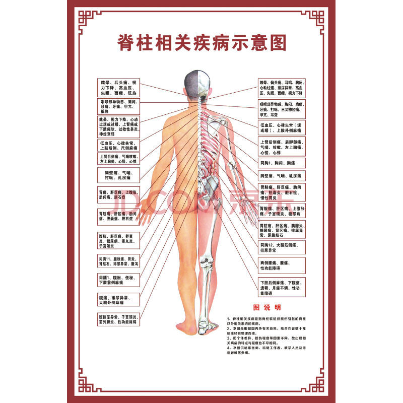 【新品】人体骨骼图挂图器官内脏结构图海报脊柱图解肌肉分布解剖图挂
