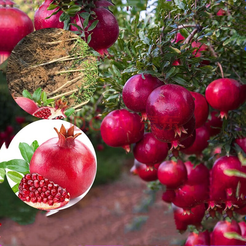 石榴树树苗突尼斯软籽庭院果树盆栽南方北方种植特大无籽石榴树苗