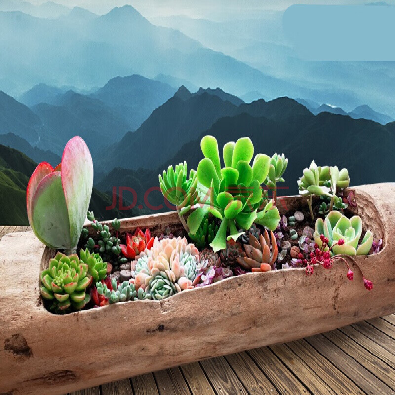 木槽 多肉木头花盆原生态diy树根枯木长条大口径盆景特大组合木槽z3