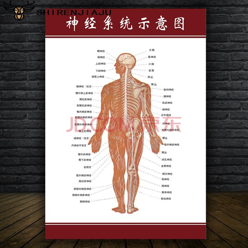 人體肌肉解剖圖掛圖人體內臟結構圖全身器官分佈穴位圖人體骨骼圖 9