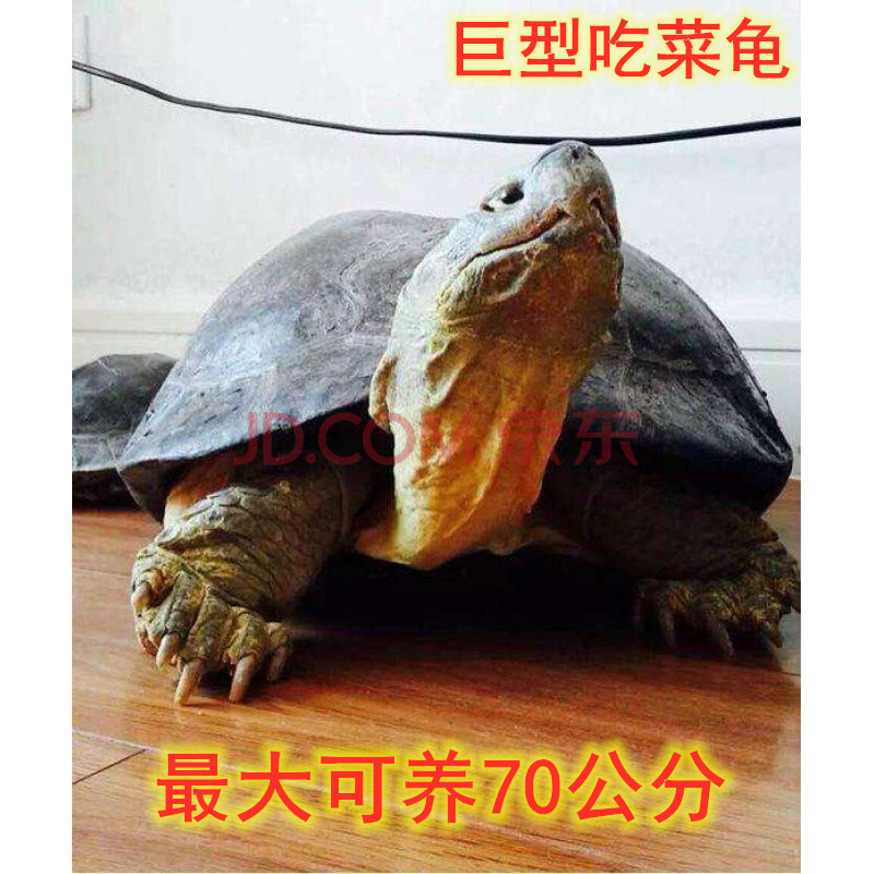 巨型吃菜龟活体宠物小乌龟特大下蛋龟乌龟蛋乌龟缸 20cm 情侣(一对)