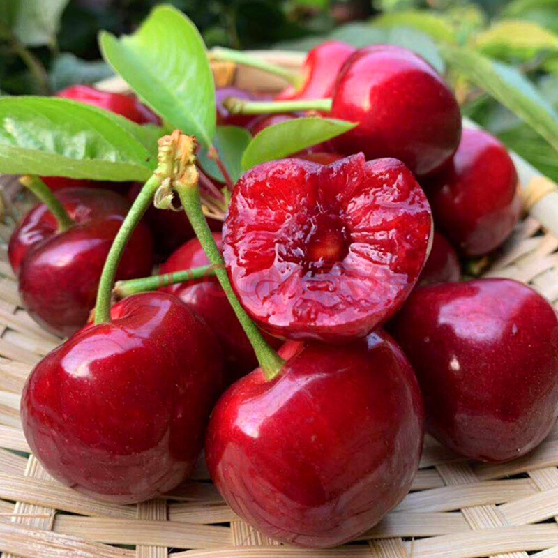 大连樱桃现摘美早大樱桃2斤当季整箱车厘子新鲜时令山东水果 1000g 大