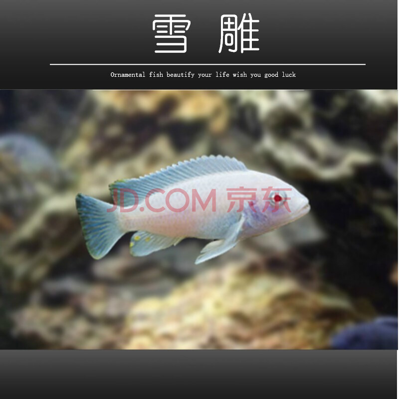 三湖慈鲷马鲷杂鲷鱼热带淡水好养耐活练手鱼包活美鱼多 3-5cm雪雕3条
