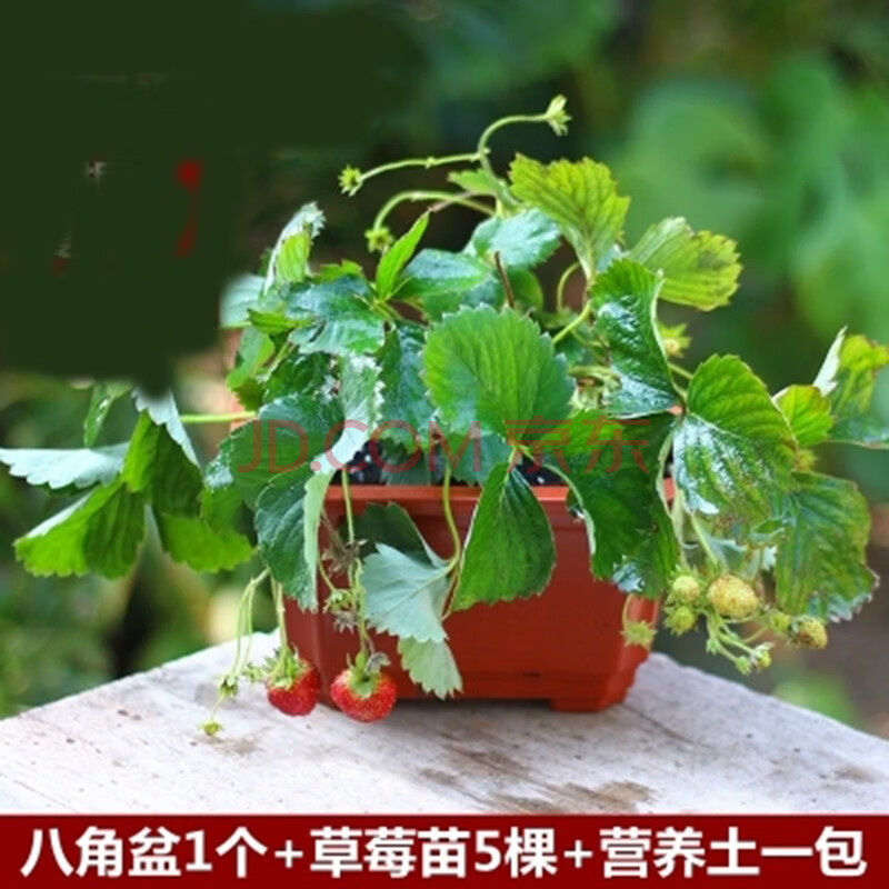 草莓在家怎么种植盆栽(草莓在家怎么种植盆栽呢)