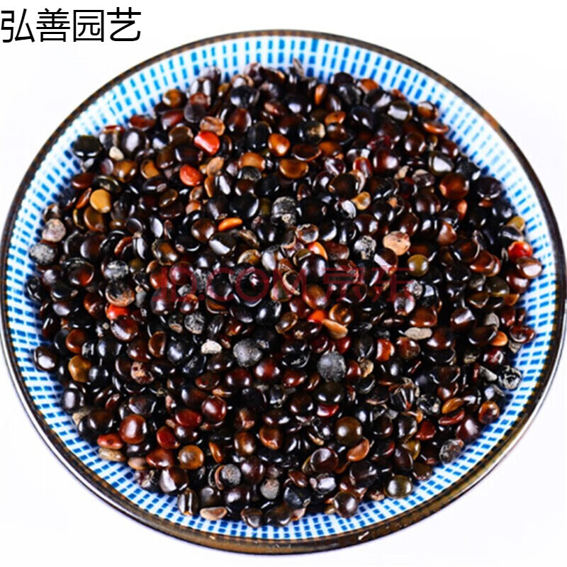拐枣种子 枳椇种子 万子梨 梨枣种子 万寿果 枳椇子 果树种子 一斤