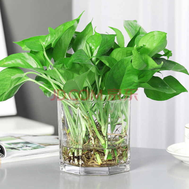 水培植物玻璃绿萝盆栽室内花卉绿箩办公室绿植除吸甲醛水养水生 水培