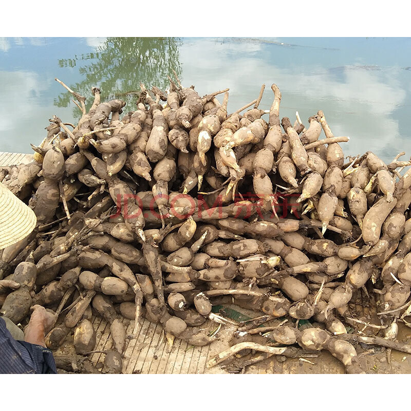 新鲜小莲藕2020年新藕脆藕 粉糯藕面藕现挖现发带泥发货红藕2500g