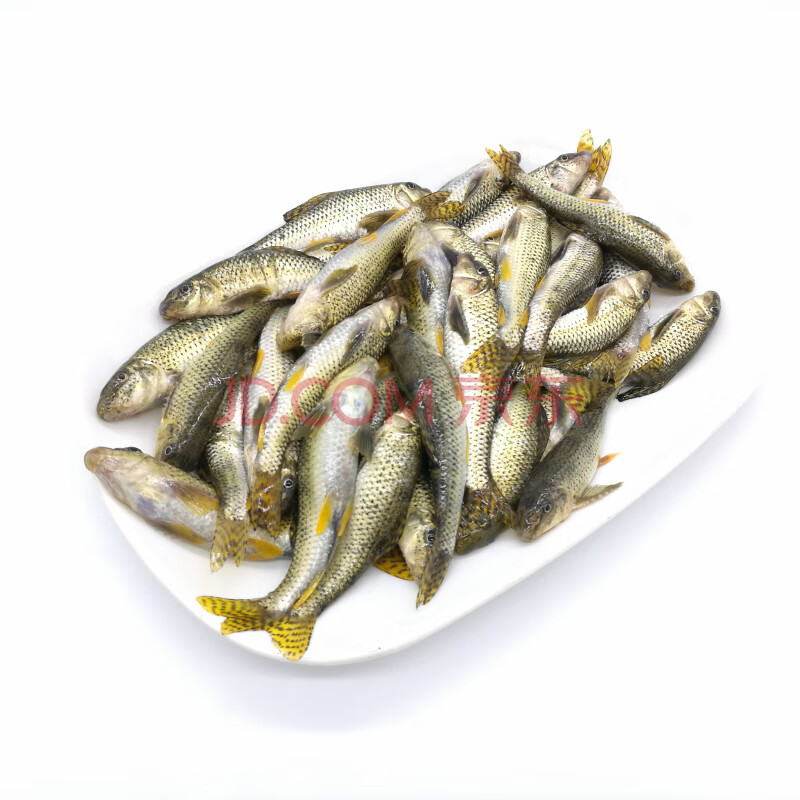 淡水新鮮石斑魚小河魚小雜魚溪魚麥穗棒花魚500g