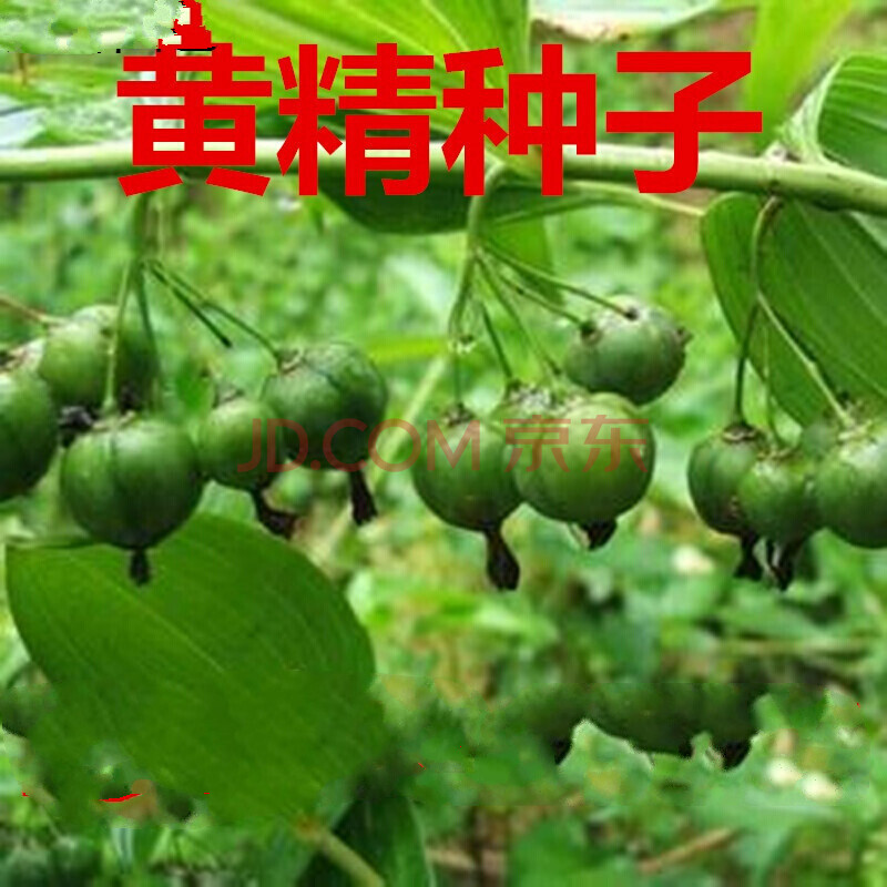 新采黄精种子 鸡头黄精种子 老虎姜黄精种子 玉竹种子 玉竹种子半斤