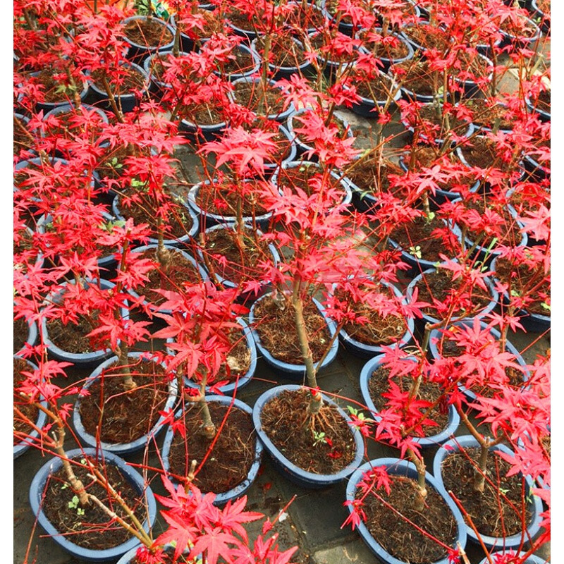 日本红枫盆景老桩矮株红舞姬常年红四季红盆栽黄金枫树苗室内植物 红
